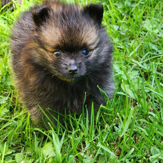 chiot Spitz allemand B Élevage du Royaume des P'tits Loups  