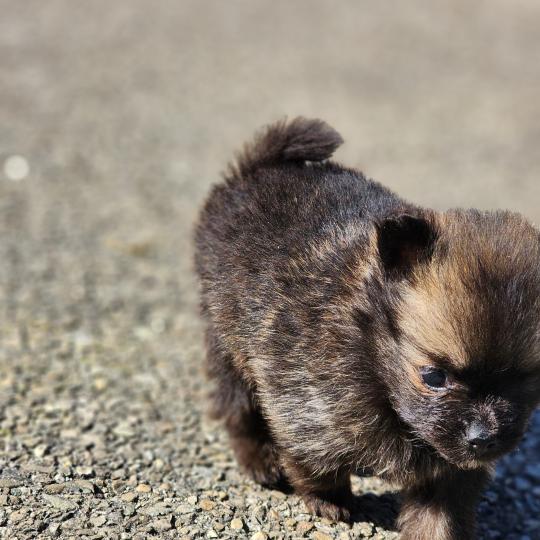 chiot Spitz allemand B Élevage du Royaume des P'tits Loups  