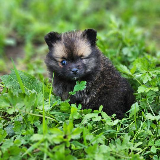 chiot Spitz allemand Bijou Élevage du Royaume des P'tits Loups  
