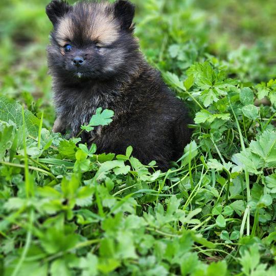 chiot Spitz allemand Bijou Élevage du Royaume des P'tits Loups  