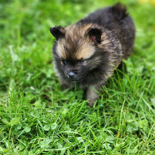 chiot Spitz allemand Bijou Élevage du Royaume des P'tits Loups  