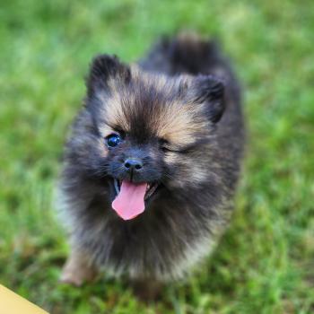 Bijou Femelle Spitz allemand