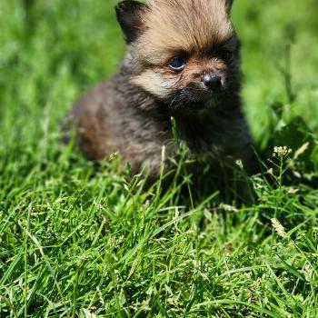 1er chiot (Portée Sisca (ancoride) ❤ Salto 2026) - Mâle  Mâle Spitz allemand