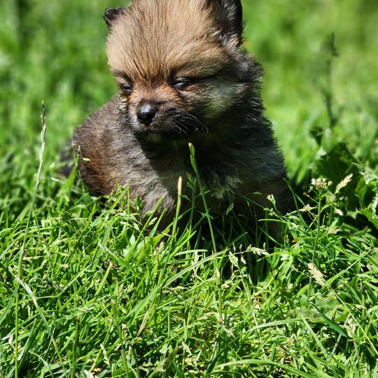 chiot Spitz allemand Élevage du Royaume des P'tits Loups  