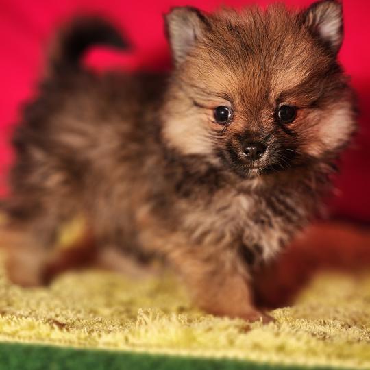 chiot Spitz allemand Élevage du Royaume des P'tits Loups  