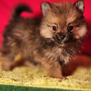 1er chiot (Portée Sisca (ancoride) ❤ Salto 2026) - Mâle  Mâle Spitz allemand