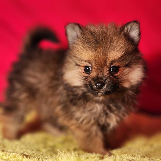 chiot Spitz allemand Élevage du Royaume des P'tits Loups  