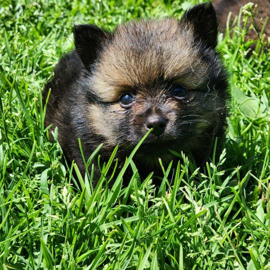 chiot Spitz allemand Élevage du Royaume des P'tits Loups  