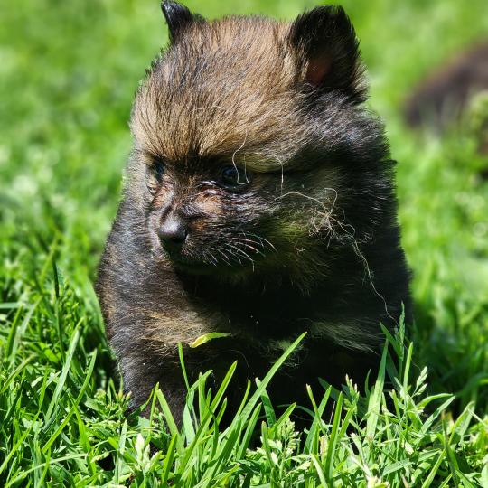 chiot Spitz allemand Élevage du Royaume des P'tits Loups  