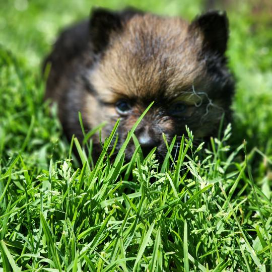 chiot Spitz allemand Élevage du Royaume des P'tits Loups  