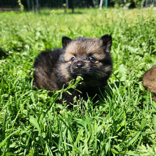 chiot Spitz allemand Élevage du Royaume des P'tits Loups  