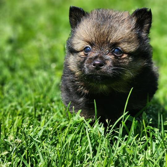 chiot Spitz allemand Élevage du Royaume des P'tits Loups  