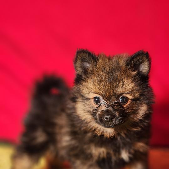 chiot Spitz allemand Élevage du Royaume des P'tits Loups  