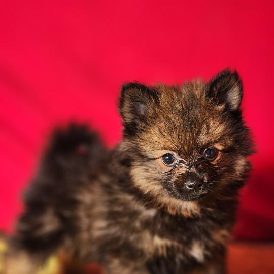 chiot Spitz allemand Élevage du Royaume des P'tits Loups  