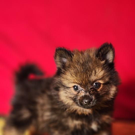 chiot Spitz allemand Élevage du Royaume des P'tits Loups  