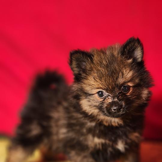 chiot Spitz allemand Élevage du Royaume des P'tits Loups  