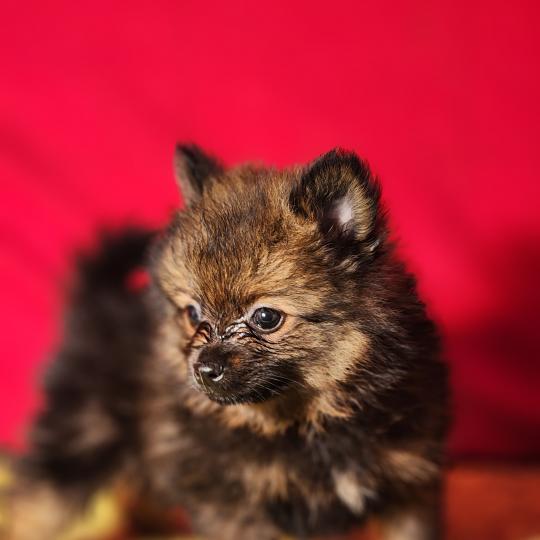 chiot Spitz allemand Élevage du Royaume des P'tits Loups  