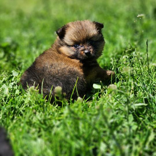 chiot Spitz allemand Élevage du Royaume des P'tits Loups  