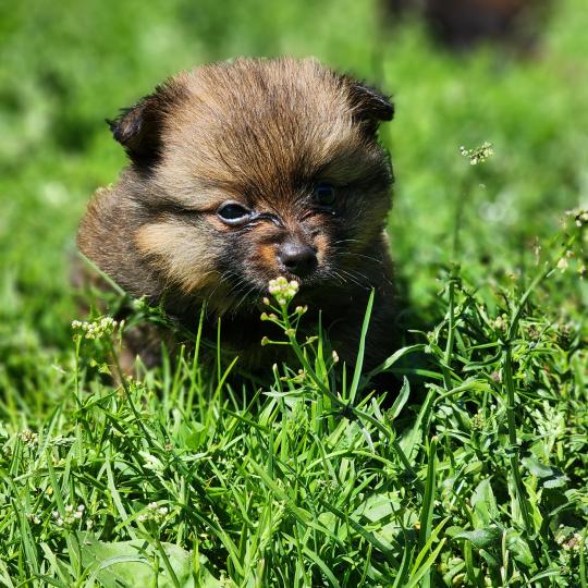 chiot Spitz allemand Élevage du Royaume des P'tits Loups  