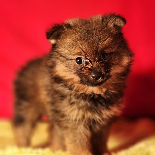 chiot Spitz allemand Élevage du Royaume des P'tits Loups  