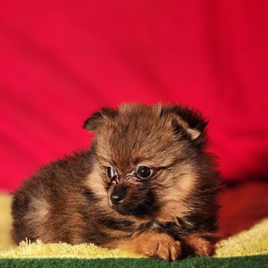 chiot Spitz allemand Élevage du Royaume des P'tits Loups  