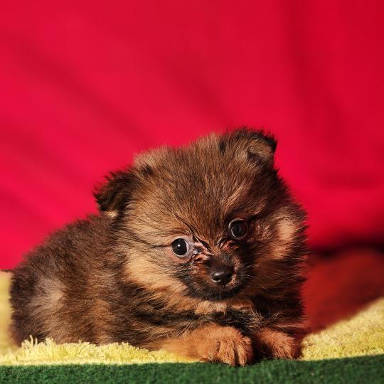 chiot Spitz allemand Élevage du Royaume des P'tits Loups  