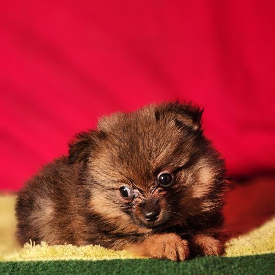chiot Spitz allemand Élevage du Royaume des P'tits Loups  