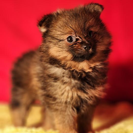 chiot Spitz allemand Élevage du Royaume des P'tits Loups  