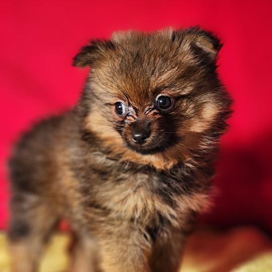 chiot Spitz allemand Élevage du Royaume des P'tits Loups  