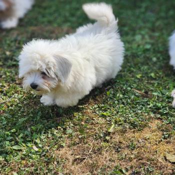 B Mâle Coton de tulear