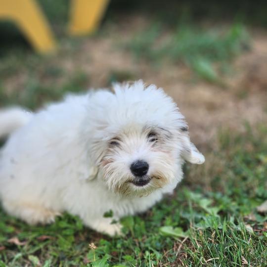 chiot Coton de tulear B Élevage du Royaume des P'tits Loups  