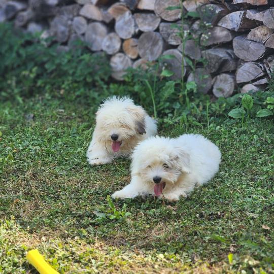 chiot Coton de tulear B Élevage du Royaume des P'tits Loups  