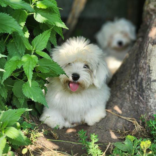 chiot Coton de tulear B Élevage du Royaume des P'tits Loups  