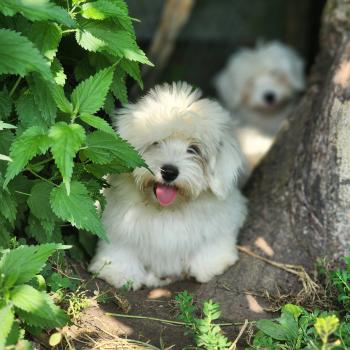 B Mâle Coton de tulear