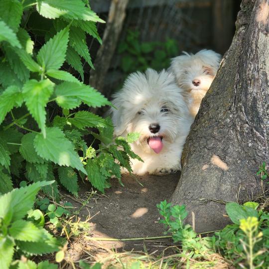 chiot Coton de tulear B Élevage du Royaume des P'tits Loups  