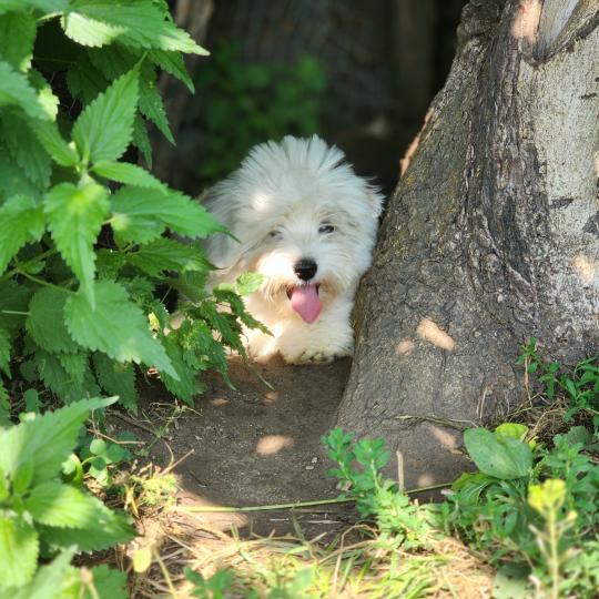 chiot Coton de tulear B Élevage du Royaume des P'tits Loups  