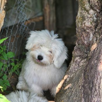 B Femelle Coton de tulear