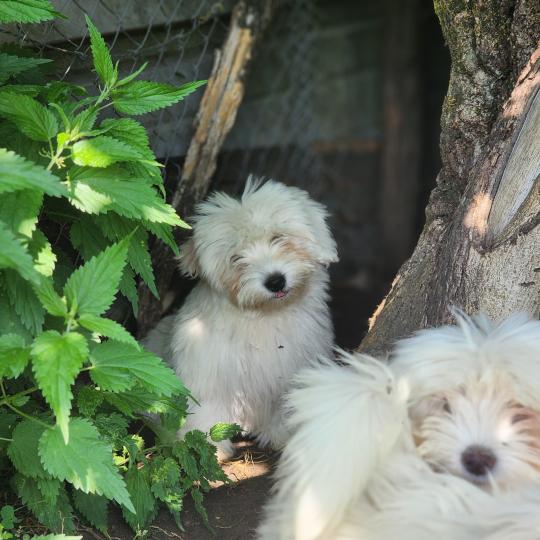 chiot Coton de tulear Élevage du Royaume des P'tits Loups  