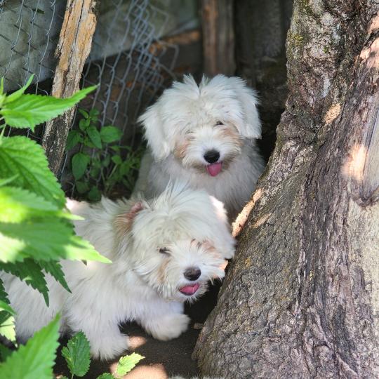 chiot Coton de tulear Élevage du Royaume des P'tits Loups  