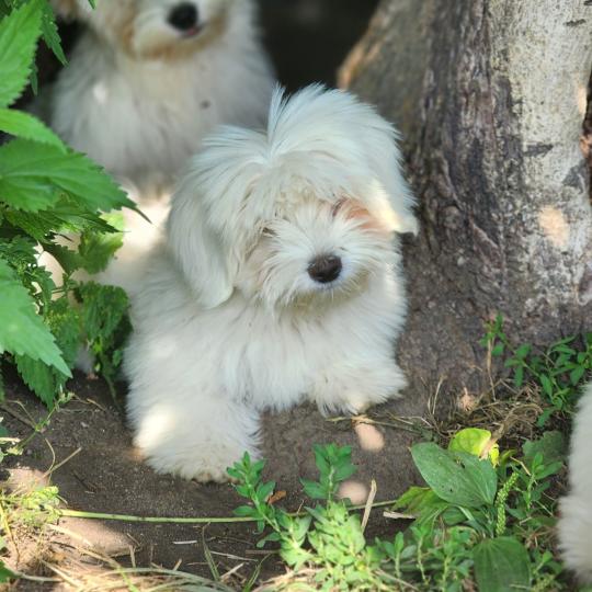 chiot Coton de tulear Élevage du Royaume des P'tits Loups  