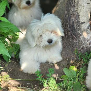 B Femelle Coton de tulear