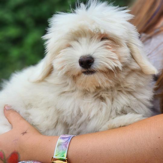 chiot Coton de tulear B Élevage du Royaume des P'tits Loups  