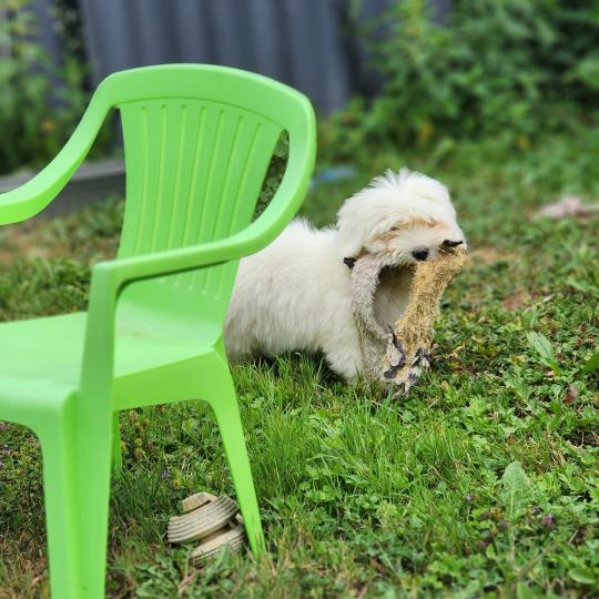 chiot Coton de tulear B Élevage du Royaume des P'tits Loups  
