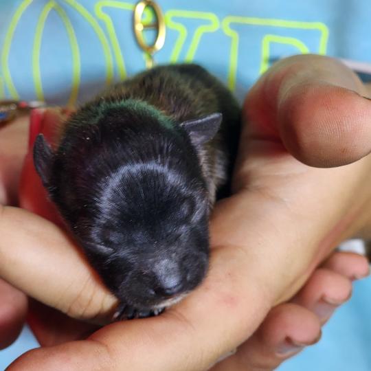 chiot Spitz allemand Élevage du Royaume des P'tits Loups  