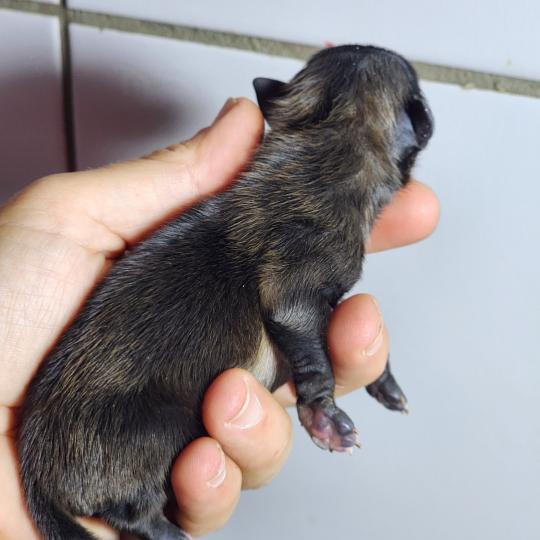 chiot Spitz allemand Élevage du Royaume des P'tits Loups  