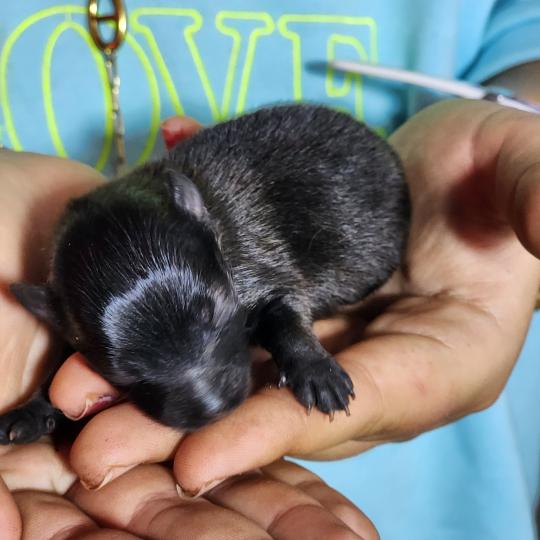 chiot Spitz allemand Élevage du Royaume des P'tits Loups  