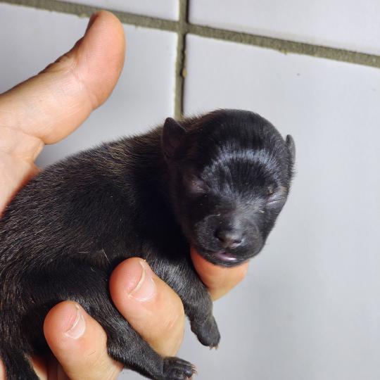 chiot Spitz allemand Élevage du Royaume des P'tits Loups  