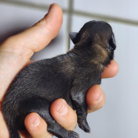 chiot Spitz allemand Élevage du Royaume des P'tits Loups  