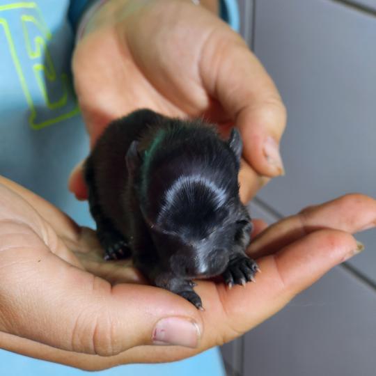 chiot Spitz allemand Élevage du Royaume des P'tits Loups  