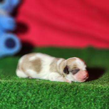B male sab. Mâle Coton de tulear